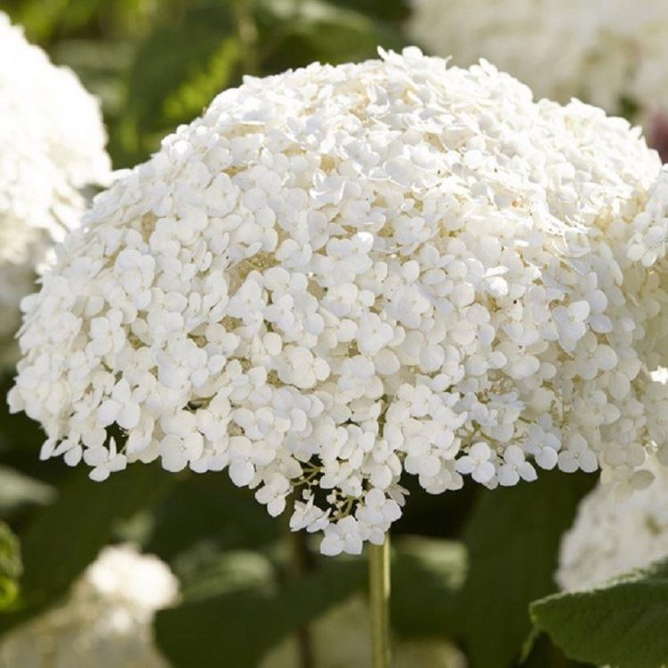 绣球花arborescens Incrediball”——强烈的安娜贝拉——巨大的足球大小的白色花朵