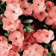 石竹桃派对-芬芳的粉红色在芽和开花-一包六