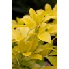 金色墨西哥橙花Choisya树-完美的露台