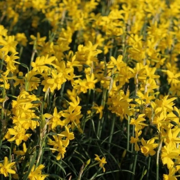 闪烁的黄色水仙花-包10水仙花球茎