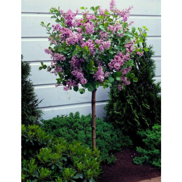 矮朝鲜丁香树-紫丁香Palibin -天井标准树大约100厘米高