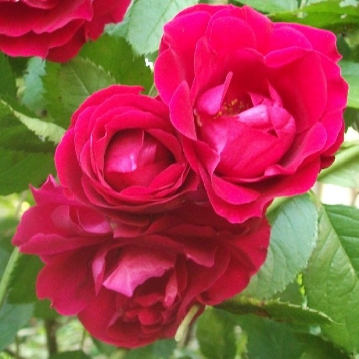 特别优惠-大型5-6英尺标本攀援玫瑰-玫瑰弗拉门茨-庭院攀援