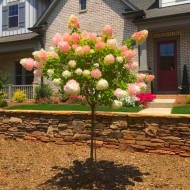 绣球花-大型棒棒糖标准树-约180cm高