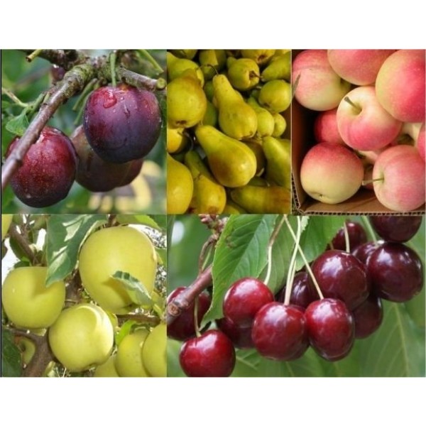 特别交易-种植自己的果树提供-五种不同的树