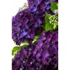深紫色-大花拖头绣球花- XXXL植物