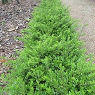 特殊交易——忍冬Maigrun - Maygreen完美的常绿地被植物或对冲
