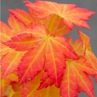 鸡爪槭橙色梦想——特殊的日本枫树