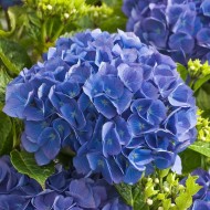绣球花macrophylla雷——蓝色的拖把头