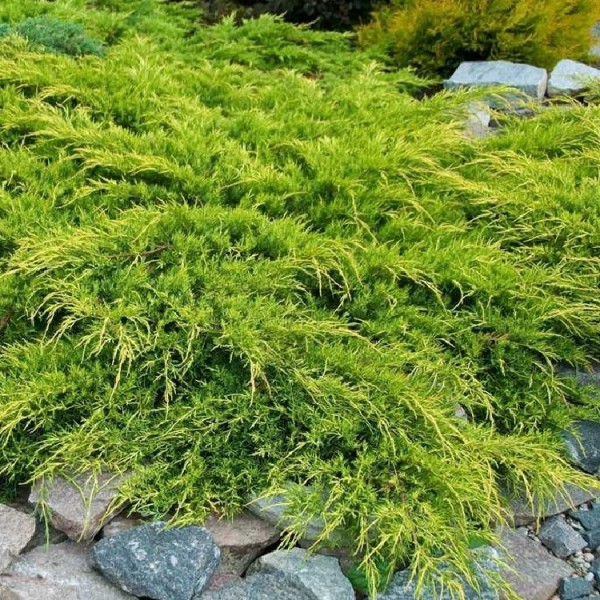Juniperus x pfitzeriana ' pfitzeriana钻进”——黄金明星