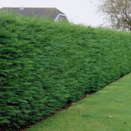 Leylandii -绿利兰柏树- Leylandii铜柏树-约6英尺的套期针叶树