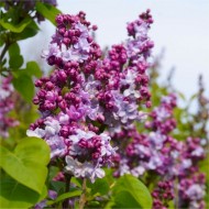 香标准淡紫色-紫丁香寻常的迈克尔·毕希纳-大130 - 160 cm标准树