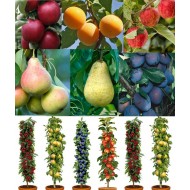 种植你自己的果树-秋天丰富的果园束- 5种不同的树