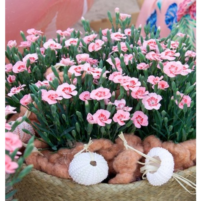 石竹桃党-芬芳的粉红色在萌芽和开花-六个装