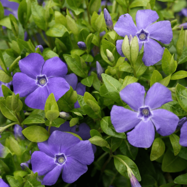 小Bowles品种-蓝花常绿地被植物-小长春花植物
