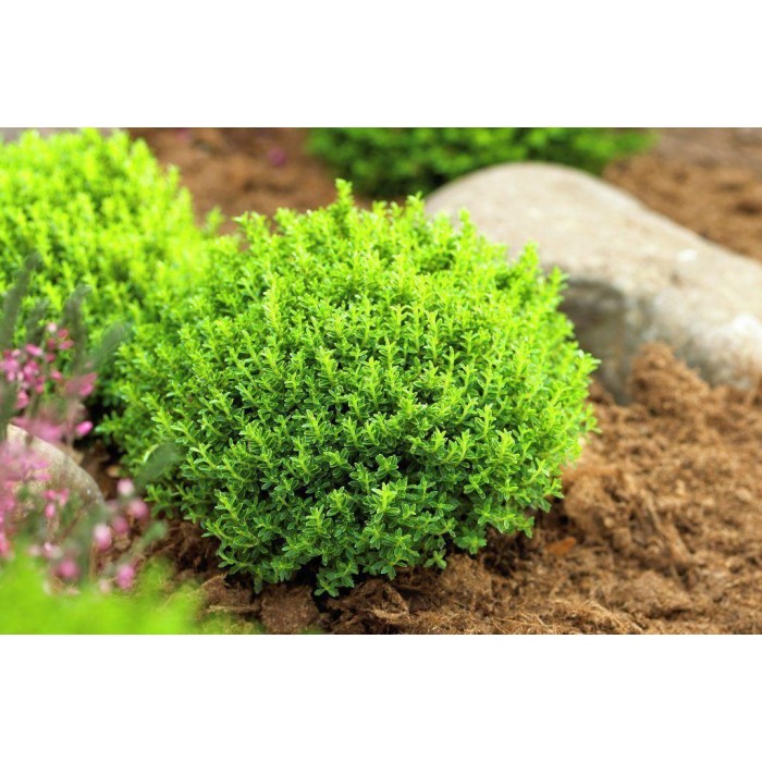 Hebe翡翠绿色地球-包的三种植物