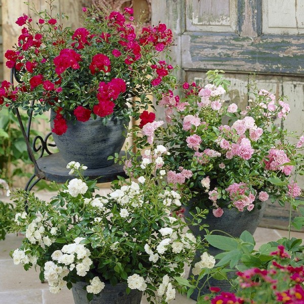 地面覆盖仙女玫瑰-摸奖桶收集群三种植物