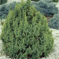 Juniperus有鳞目“Loderi”