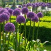 Allium Globemaster -巨大的全球Allium