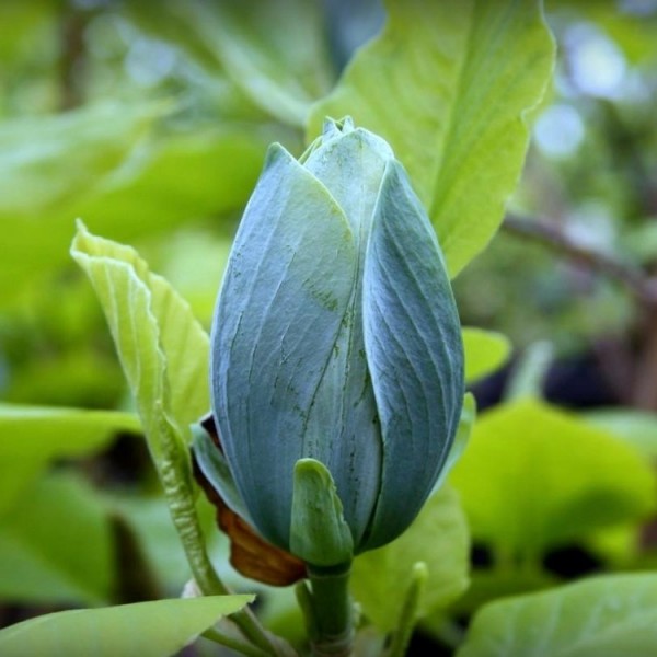 白玉兰蓝宝宝- 60-80厘米植物