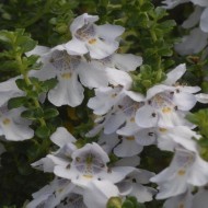 布什Prostanthera cuneata rotundifolia——高山或澳大利亚薄荷