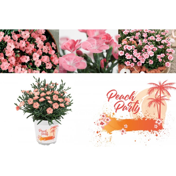 石竹桃党-芬芳的粉红色在萌芽和开花-六个装