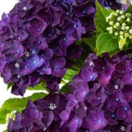 巨大的紫色拖把头,绣球花macrophylla竞技深紫色,大花的拖把头绣球花——XXXL植物