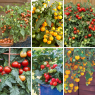 收集容器和篮子番茄——群6植物