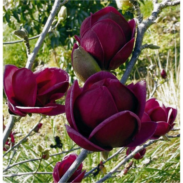 木兰精灵——惊人的紫色黑色木兰——巨大的黑色郁金香树