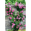 大5-6英尺标本-攀援玫瑰Zephirine Drouhin -无刺玫瑰