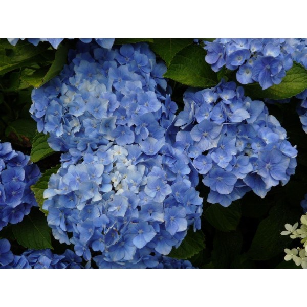 绣球花macrophylla博登湖——蓝色的拖把头绣球花