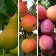 最好的英国水果树三重奏-为风味种植-包三