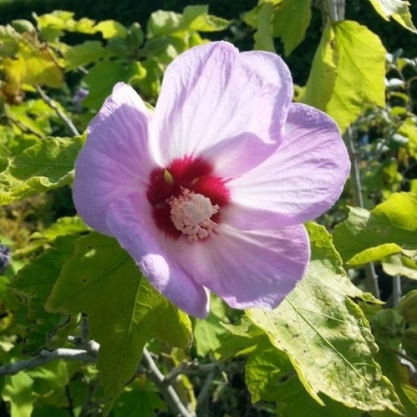 紫丁香皇后-沙龙玫瑰