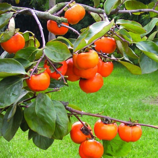 大型1.5-1.8米Hardy Sharon果树- Diospyros kaki标本-种植自己的柿子!
