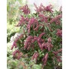 Pieris japonica 'Passion' -独家新百合的山谷灌木