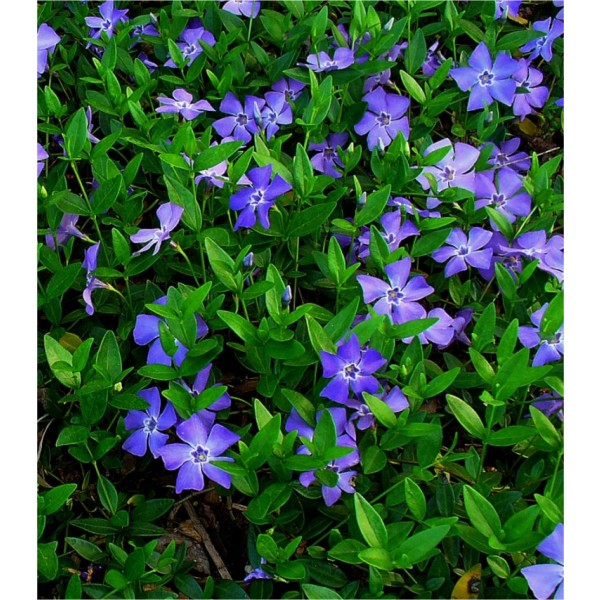 小长春花-包三-蓝色花常绿地面覆盖较小的长春花植物