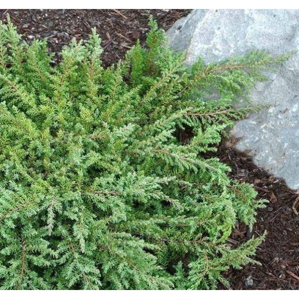 Juniperus普通的repanda“绿地毯”
