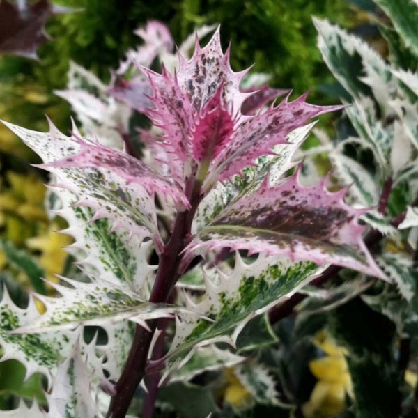 冬青属植物aquifolium Ingramii -常绿冬青组合成的斑叶