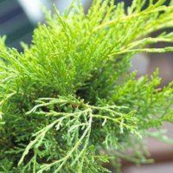 Juniperus x媒体“黄金海岸”——矮生长缓慢针叶树
