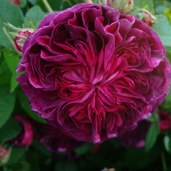 玫瑰查尔斯·德·米尔斯-加利卡布什玫瑰