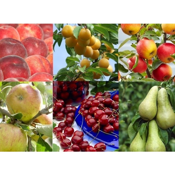 种植你自己的果树-果园初学者包- 6种不同的树