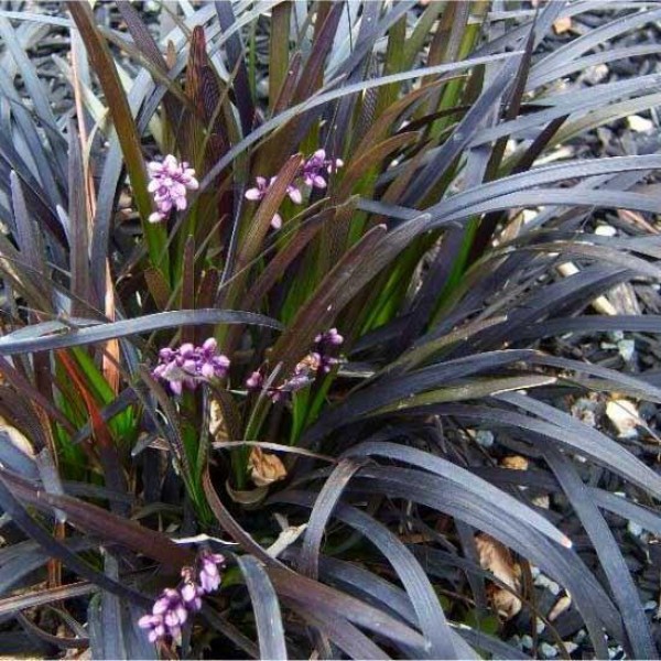 麦冬planiscapus Nigrascens -黑蒙渡草群三种植物