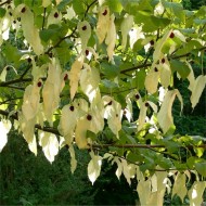 珙桐-手帕或鸽子树- 120-150cm