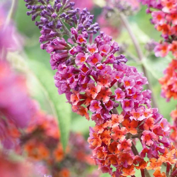 budleia花的力量-惊人的双色花蝴蝶丛