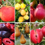 高级专业厨师选择的水果鉴赏家-果树收集-包六