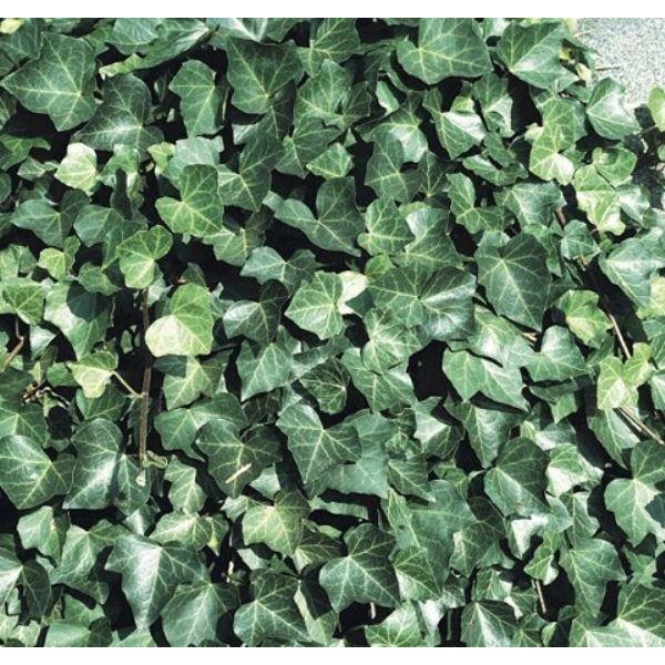 Hedera hibernica -爱尔兰或波士顿常春藤- (150-180cm/5-6英尺高)筛选植物