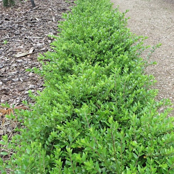 特殊交易——忍冬Maigrun - Maygreen完美的常绿地被植物或对冲