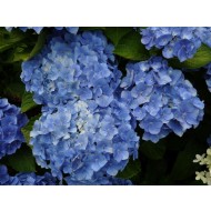 绣球花macrophylla博登湖——蓝色的拖把头绣球花