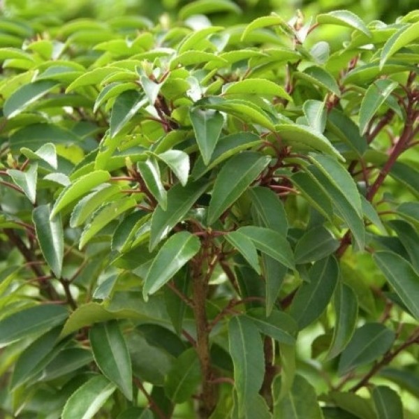 李属lusitanica -常绿葡萄牙月桂十植物群