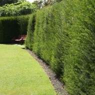 水松Baccata -英国紫杉锅50-60cms变得浓密的植物