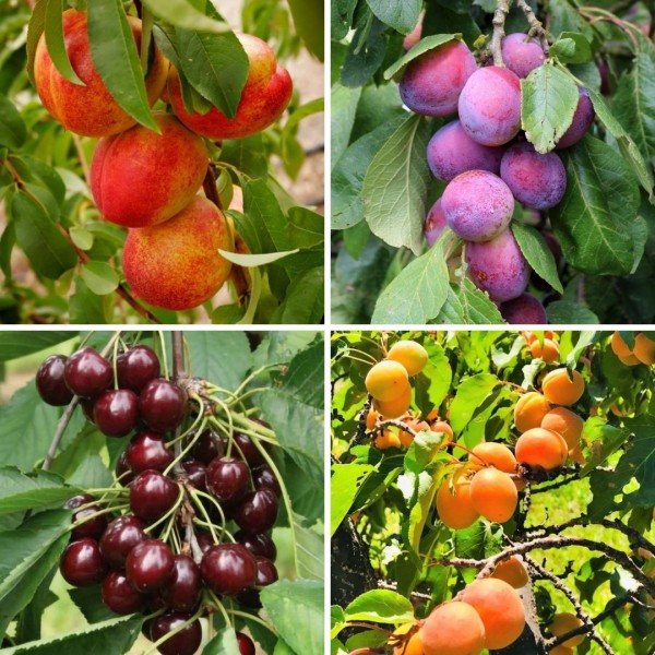 最好的核桃树集合-包四-桃，李，杏和樱桃